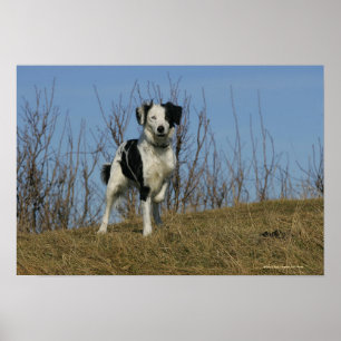 Póster Pierna del border collie aumentada