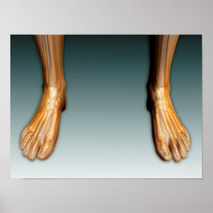 Póster Piernas y pies humanos con el sistema nervioso