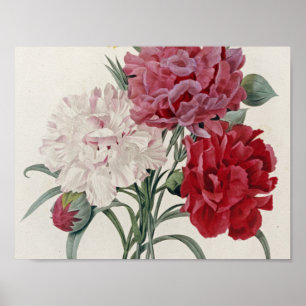 Póster Pierre Joseph Redoute - Carnations
