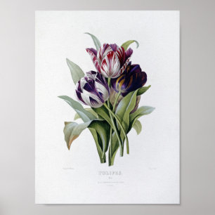 Póster Pierre Joseph Redoute - Tulips