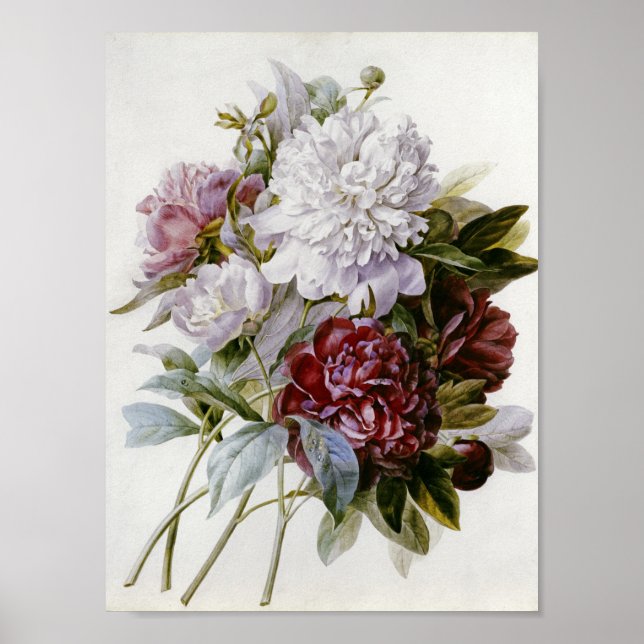 Póster Pierre Joseph Redoute - Un Bouquet De Peonías Roja (Frente)