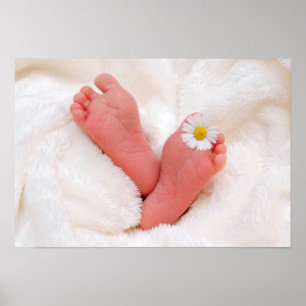 Póster Pies De Bebé Con Daisy