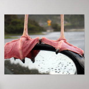 Póster Pies de la gaviota