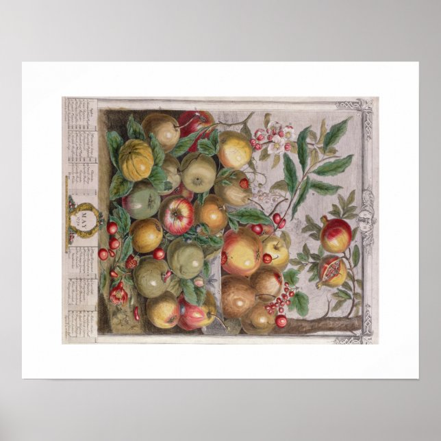 Póster Pieter Casteels, doce meses de frutas, mayo (Frente)