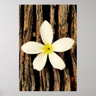 Póster Pieza de declaración de Plumeria de Hawái