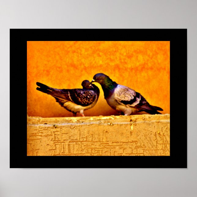 Póster Pigeon Lovers (Frente)