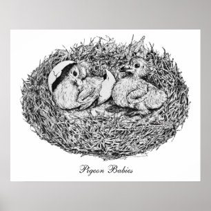 Póster Pigeon Nest Babies