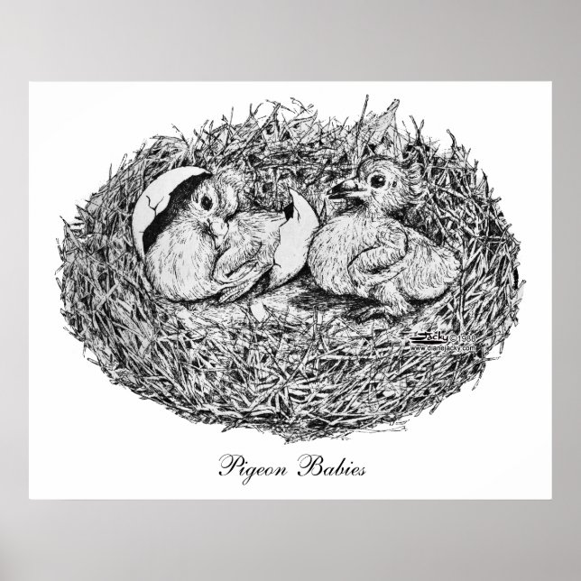 Póster Pigeon Nest Babies (Frente)