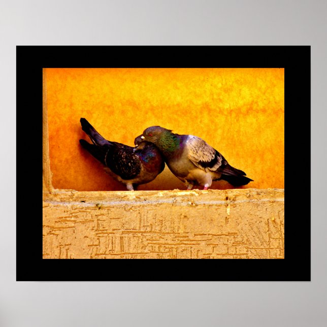 Póster Pigeon Snoviers (Frente)