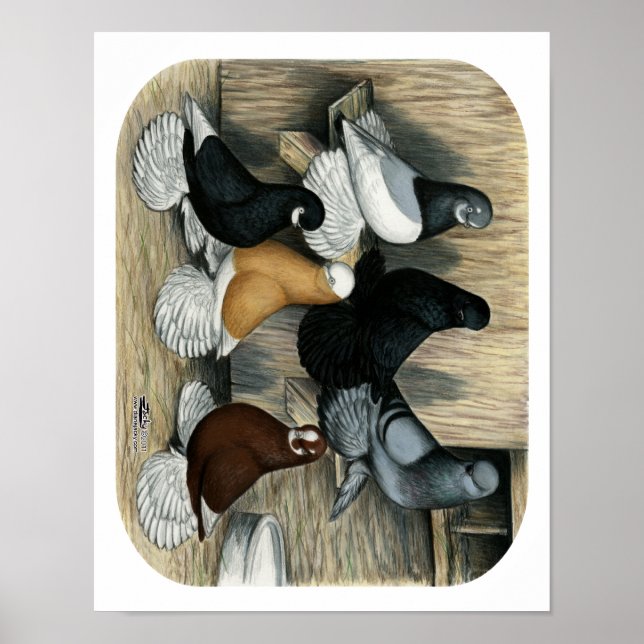 Póster Pigeones de Tumbler Muffed (Frente)