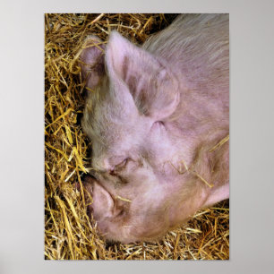 PÓSTER PIGS