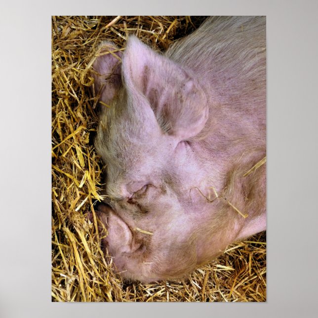 PÓSTER PIGS (Frente)