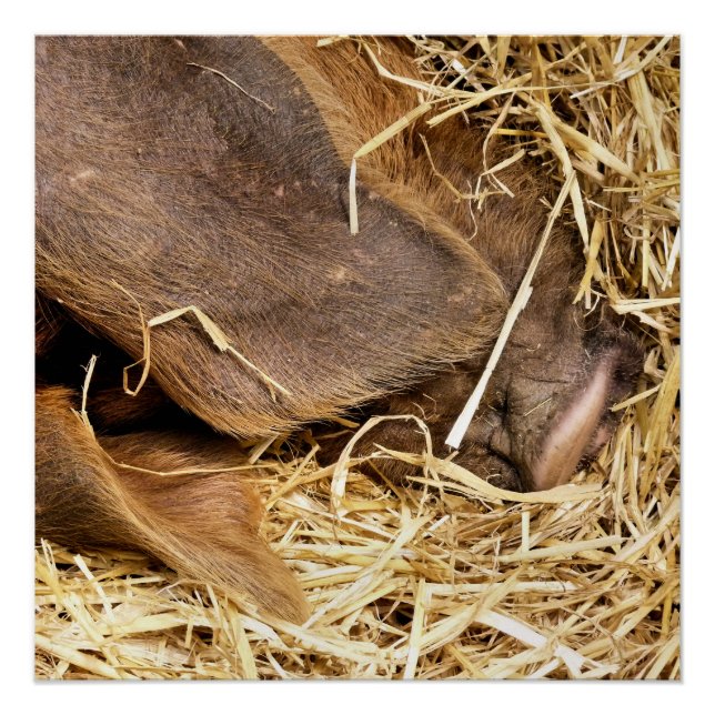 PÓSTER PIGS (Anverso)