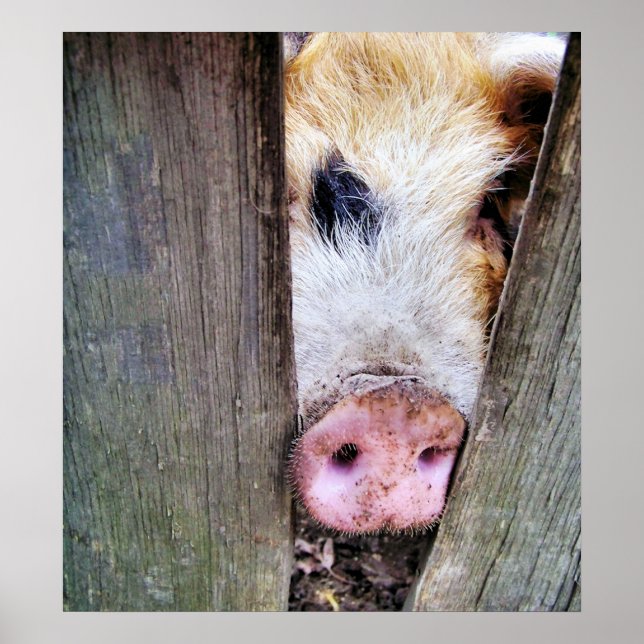 PÓSTER PIGS (Frente)