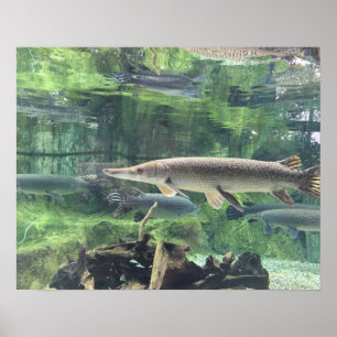 Póster Pike Fish