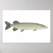 Pike septentrional