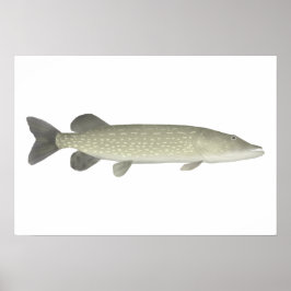 Póster Pike septentrional