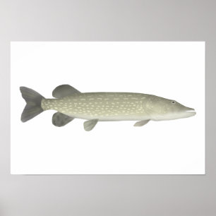 Póster Pike septentrional