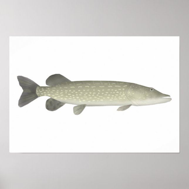 Póster Pike septentrional (Frente)