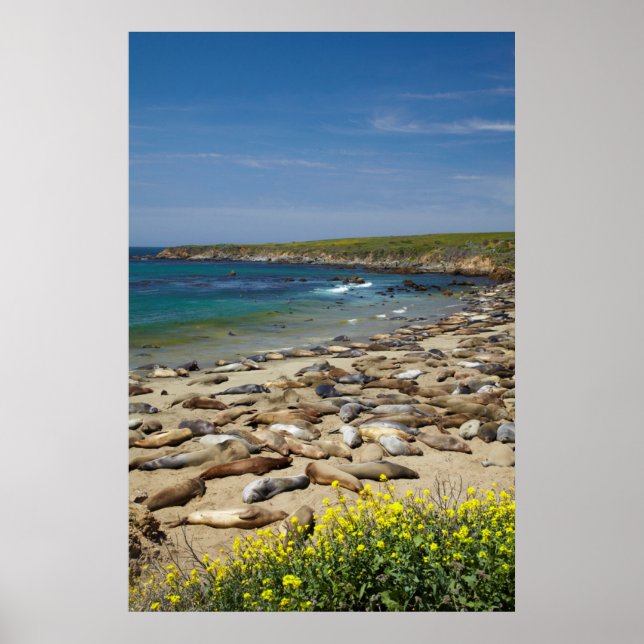 Póster Pila de focas elefantes (Frente)