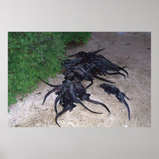 Póster Pile Marina Iguana (Frente)