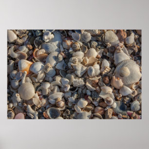 Póster Pile Of Seashells