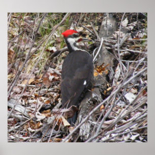 Póster Pileated Woodpecker Pecking Poster