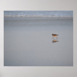 Póster Piloto De Arenque Recorriendo La Playa