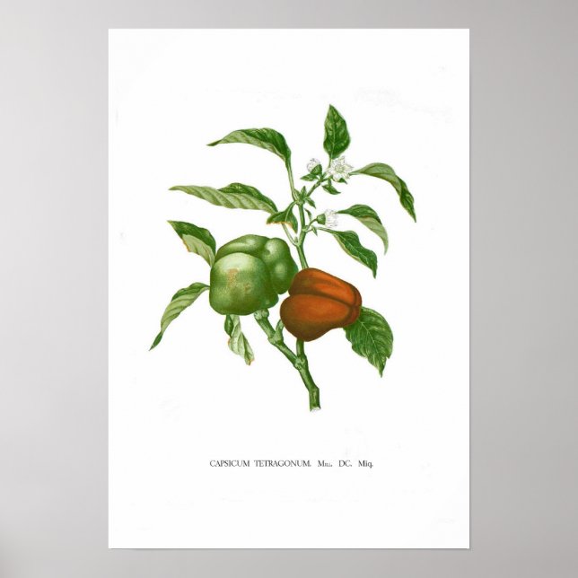 Póster Pimienta (Frente)