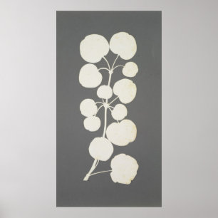 Póster Pimienta de cayena