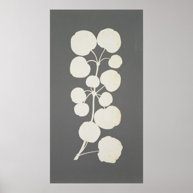 Póster Pimienta de Cayena (Frente)