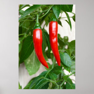 Póster Pimienta picante roja