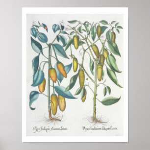 Póster Pimientas: flavis de los filiquis de 1.Piper