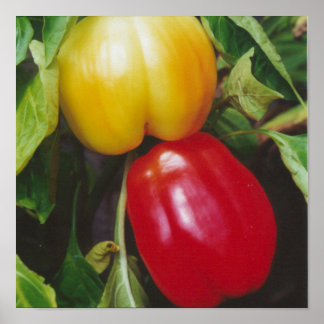Póster Pimiento de pimientos morrones rojos en planta con