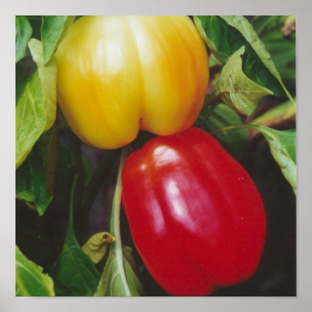 Póster Pimiento de pimientos morrones rojos en planta con (Frente)