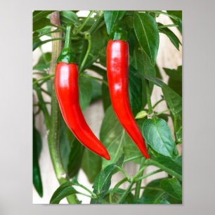 Póster Pimiento rojo picante