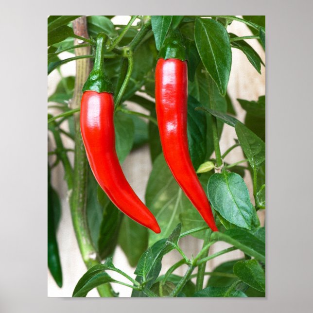 Póster Pimiento rojo picante (Frente)