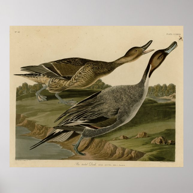 Póster Pin cola Duck (Frente)