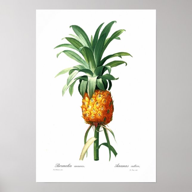 Póster Piña (Frente)
