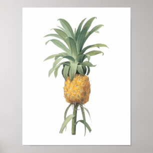 Póster piña (Bromelia ananas) de Redouté