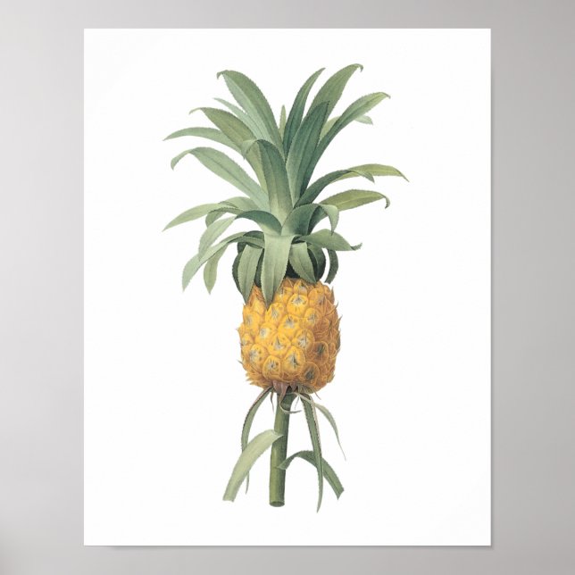 Póster piña (Bromelia ananas) de Redouté (Frente)