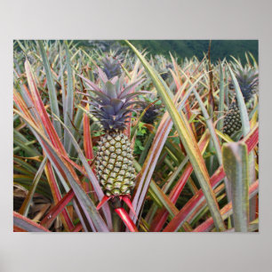 Póster Piña, Campo de Piñas, Fotografía