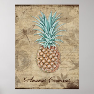 Póster Piña Comosus - historia natural