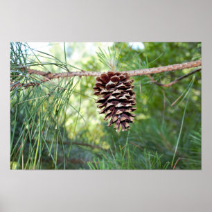 Póster Piña de Pino