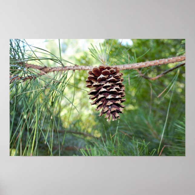 Póster Piña de Pino (Frente)