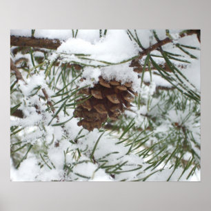 Póster Piña de Pino Nevada I Fotografía de Naturaleza Inv