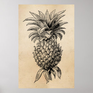 Póster Piñas del ilustracion de la piña de los 1800s del