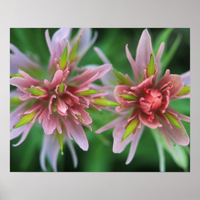 Póster Pincel indio, Banff NP, Alberta, Canadá (Frente)