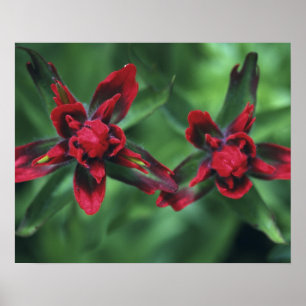 Póster Pincel indio, Banff NP, Alberta, Canadá 2