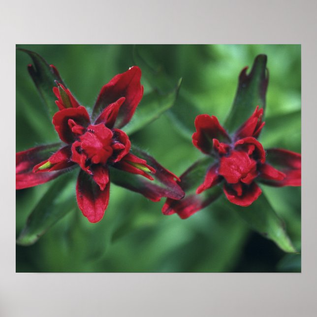 Póster Pincel indio, Banff NP, Alberta, Canadá 2 (Frente)